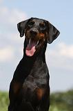 DOBERMANN 1258